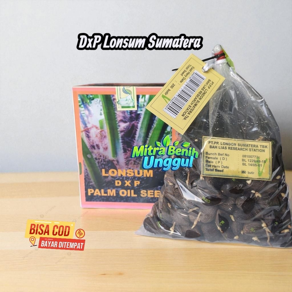 Benih kecambah sawit Lonsum Sumatera