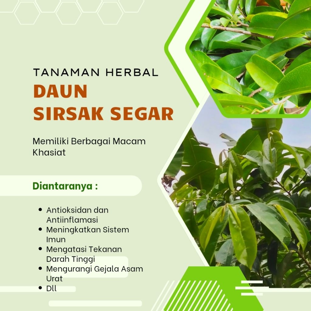 

Herbal Tradisional Daun Sirsak Segar Tanaman Mengobati Berbagai Penyakit
