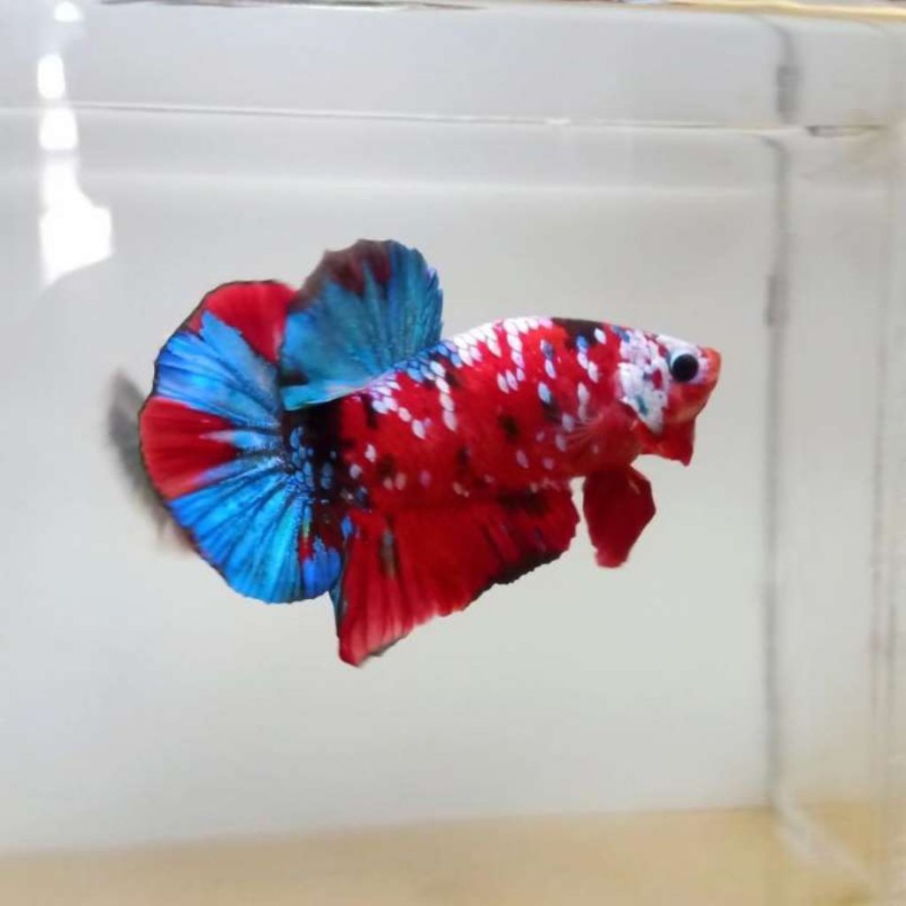 multicolor galaxy/yellow base (one pair)