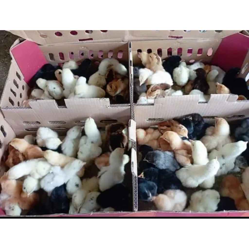 DOC Ayam KUB (Kampung Unggul Balitbangtan) – Bibit Unggul Cepat Besar & Tahan Penyakit.