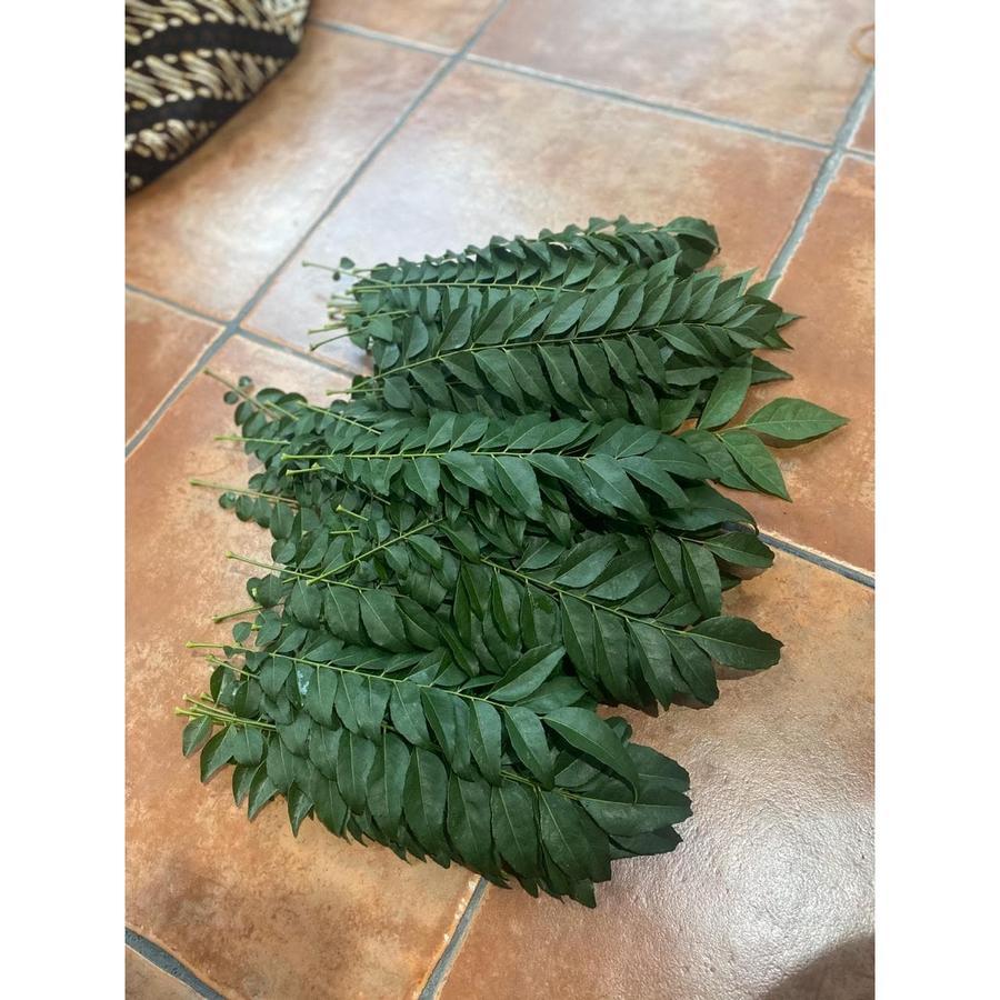 

Daun Kare / Daun Kari Segar / Daun Salam Koja / Fresh picked (50gr) - per batang