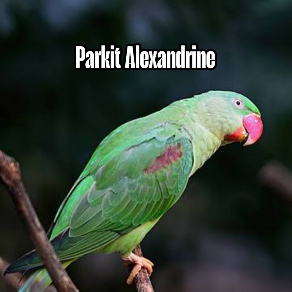 

Promo Telur 2 butir falk parkit alexandrine fertil siap tetas