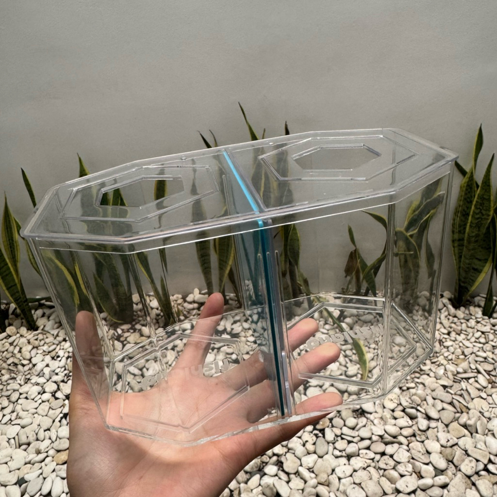 SOLITAIRE IKAN CUPANG AZKO AQUARIUM IKAN CUPANG AZKO