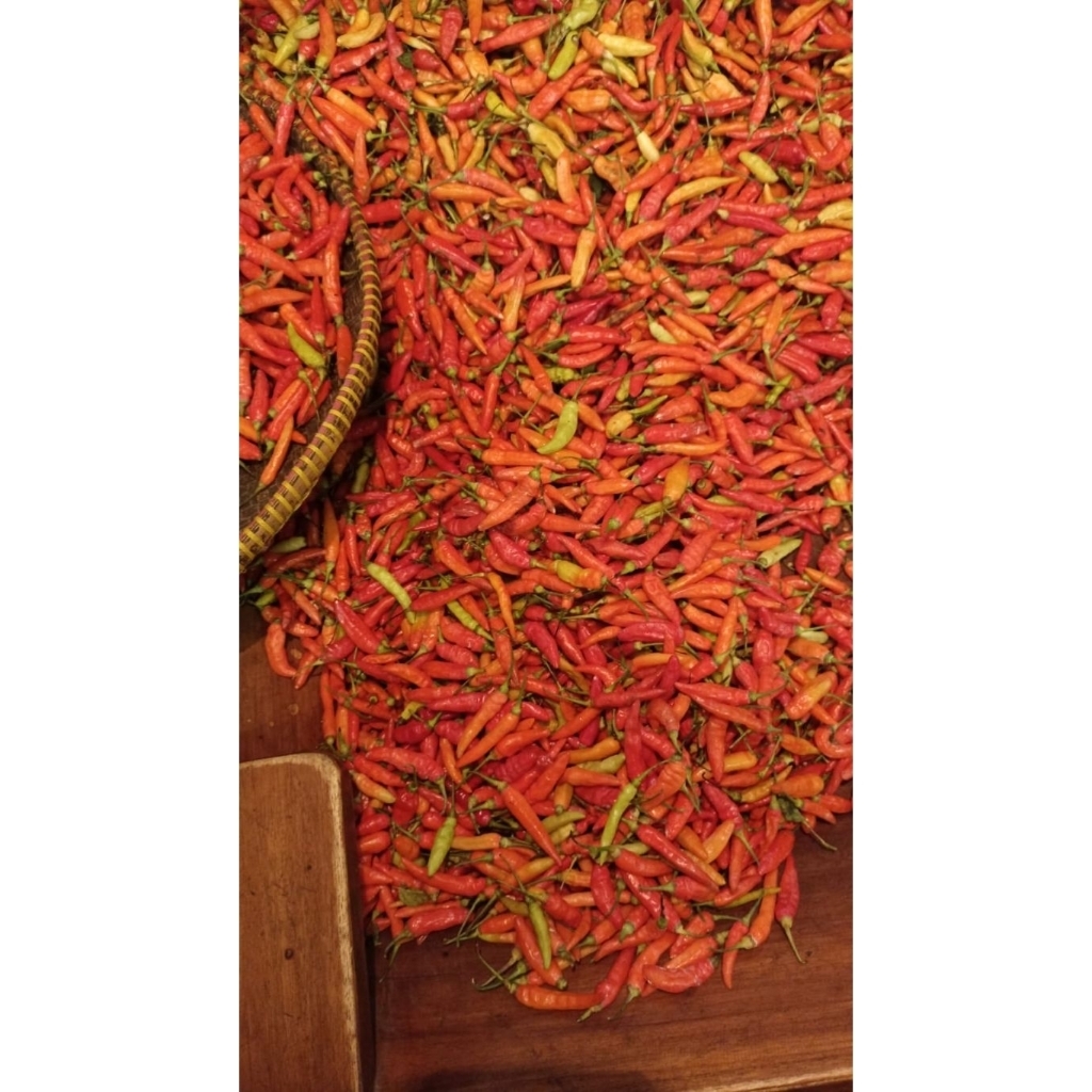 

CABE RAWIT MERAH SEGAR / RAWIT SETAN