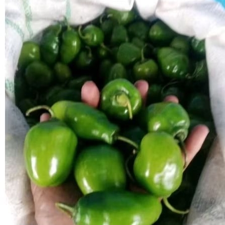 

cabe gendot 1kg fres dari bandung