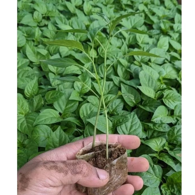 Paket 100 Pohon Cabe Merah Besar Siap Tanam