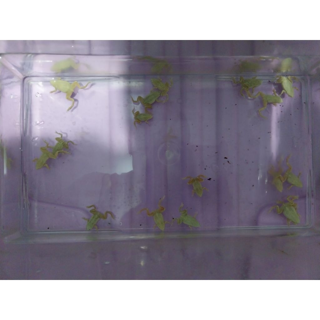 African Albino Dwarf Frog