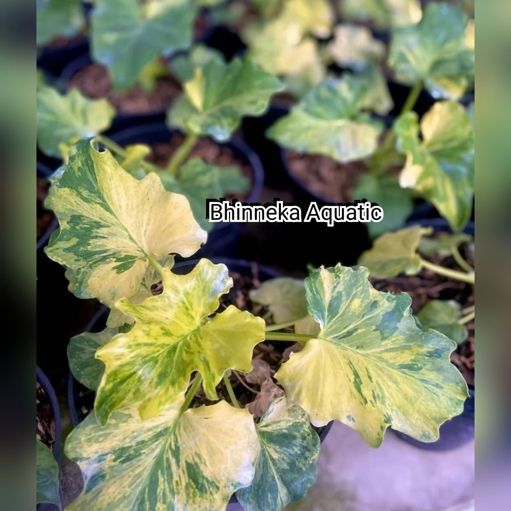 Tanaman Hias Thaumatophyllum Dragon Fire Nogo Geni Thomatopylum Seloum Selloum Variegata Varigated V