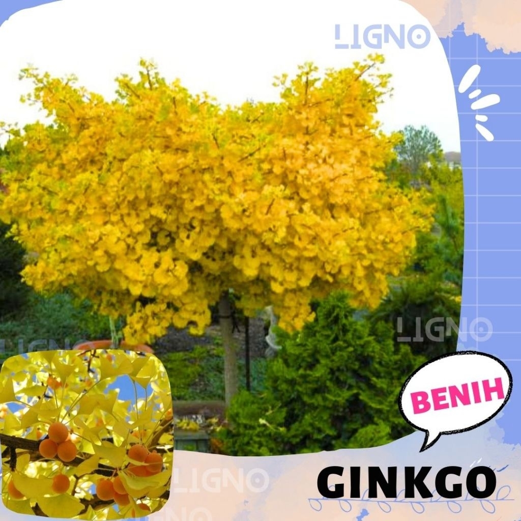 Benih GINKGO BILOBA (isi-3) Gingko Biji Pohon