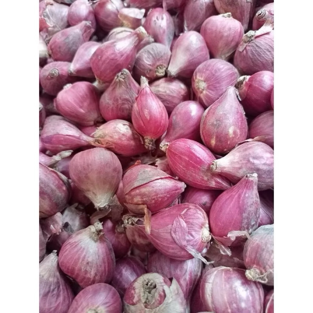 

BAWANG MERAH BREBES SUPER 1KG