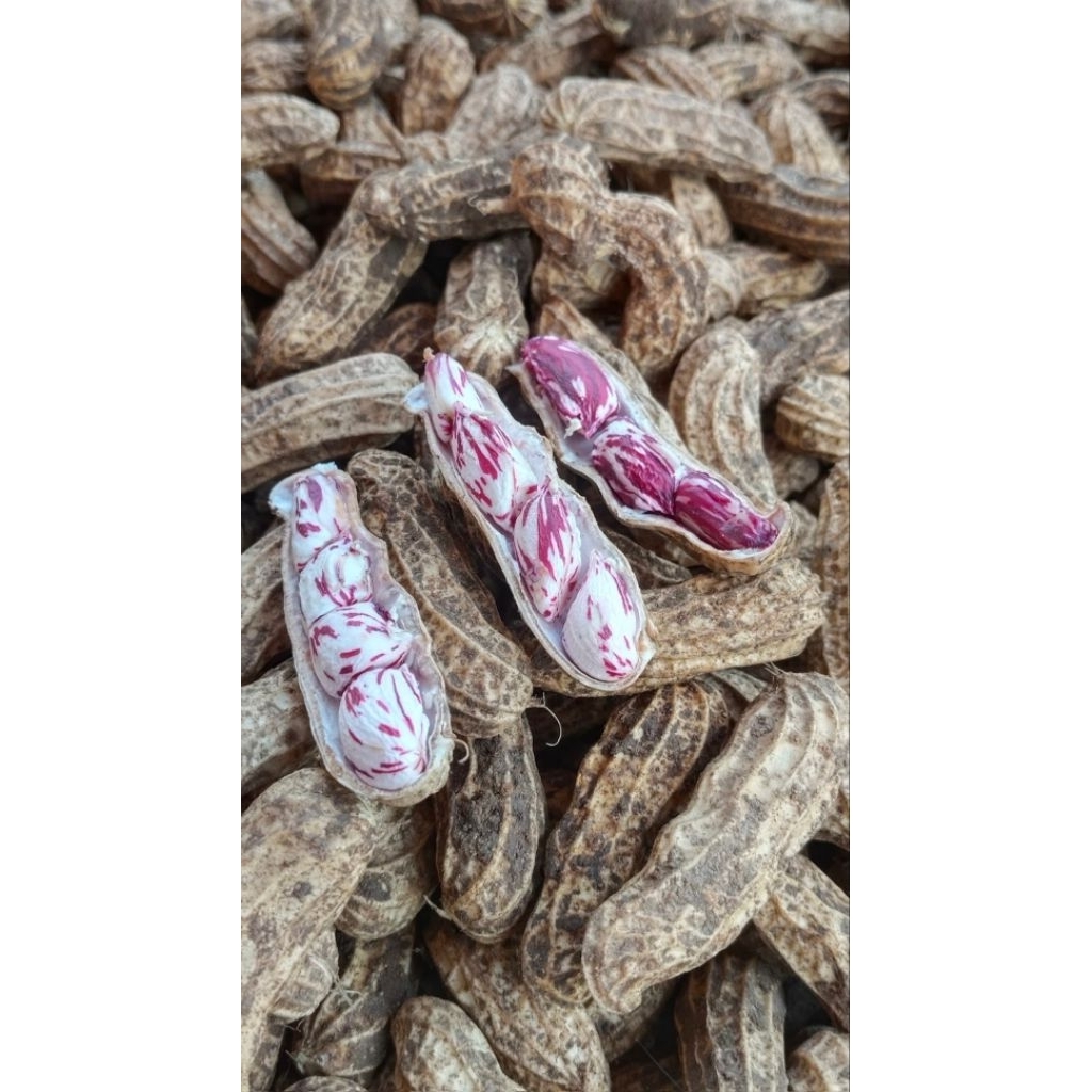 

KACANG TANAH LURIK BATIK MANIS PULEN BASAH UNTUK REBUS
