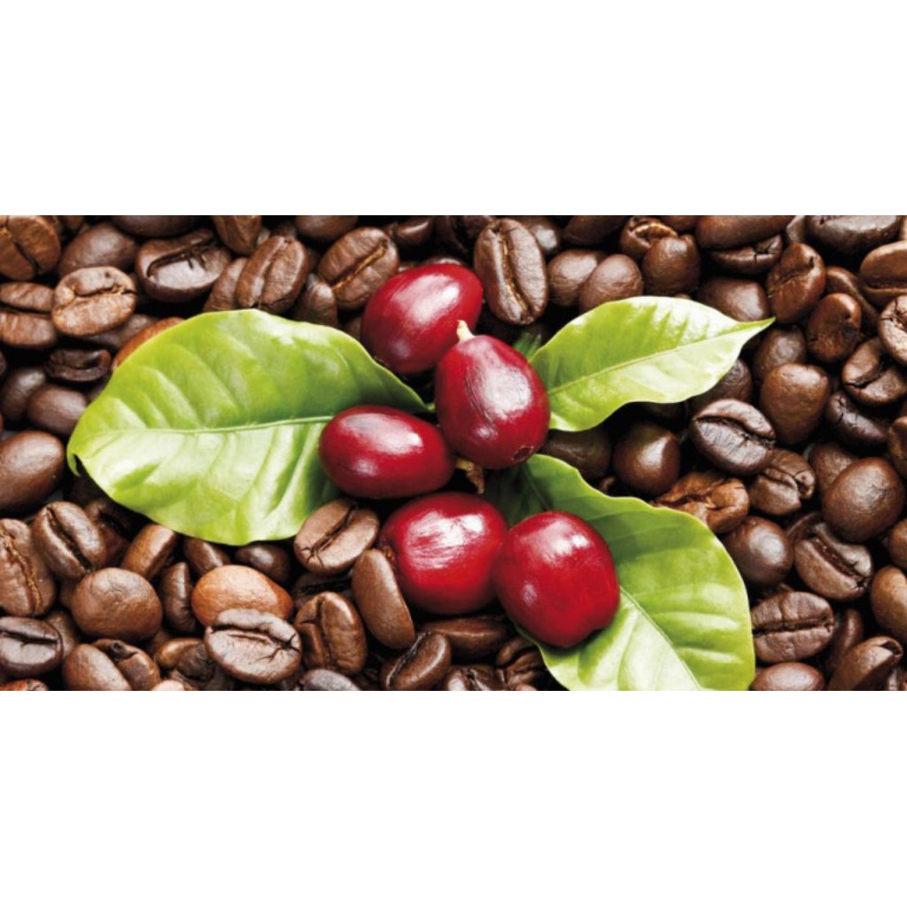 

buah kopi segar bpke