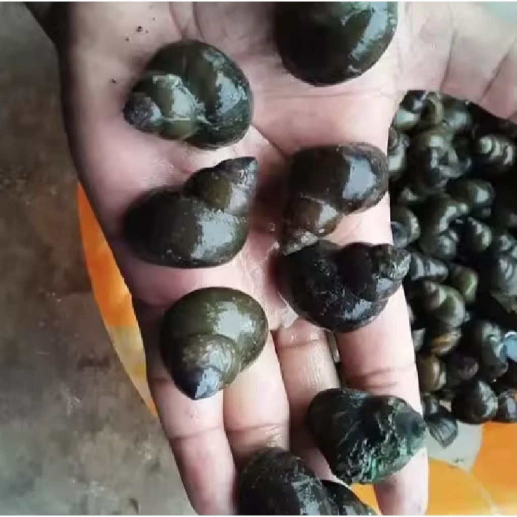 

Tutut sawah asli/1kg