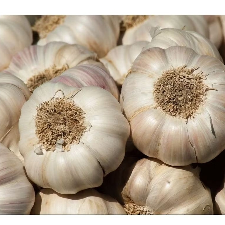

BAWANG PUTIH KATING KUALITAS PREMIUM 1KG