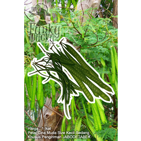 

Petai Cina Muda 1 Ikat Isi 60 Petai Size Kecil-Sedang