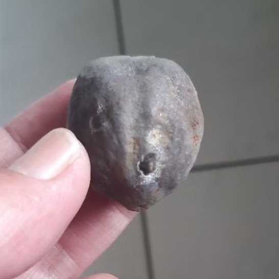 Kemiri Adu Muncang Adu Amay Anak Mayit Rel Urat Dua