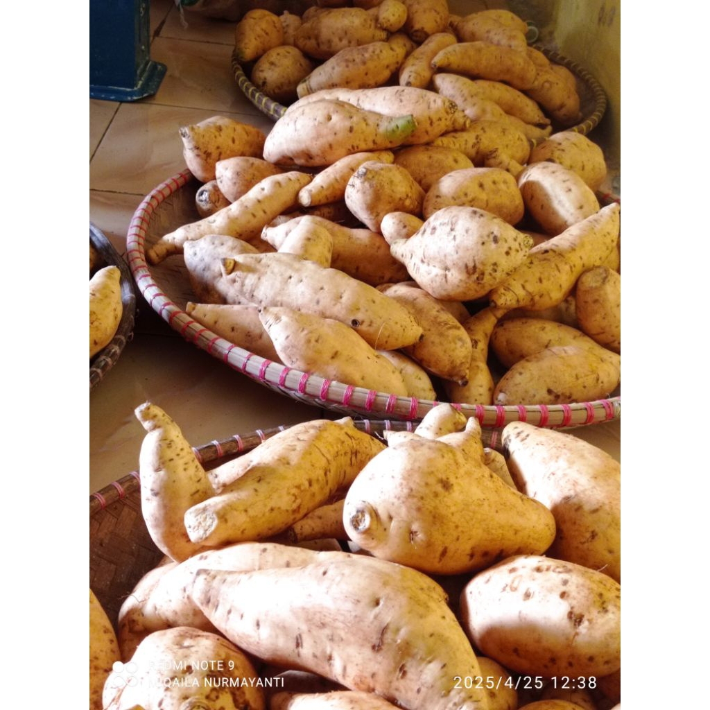 

ubi Cilembu spek ab sekilo isi 4-7