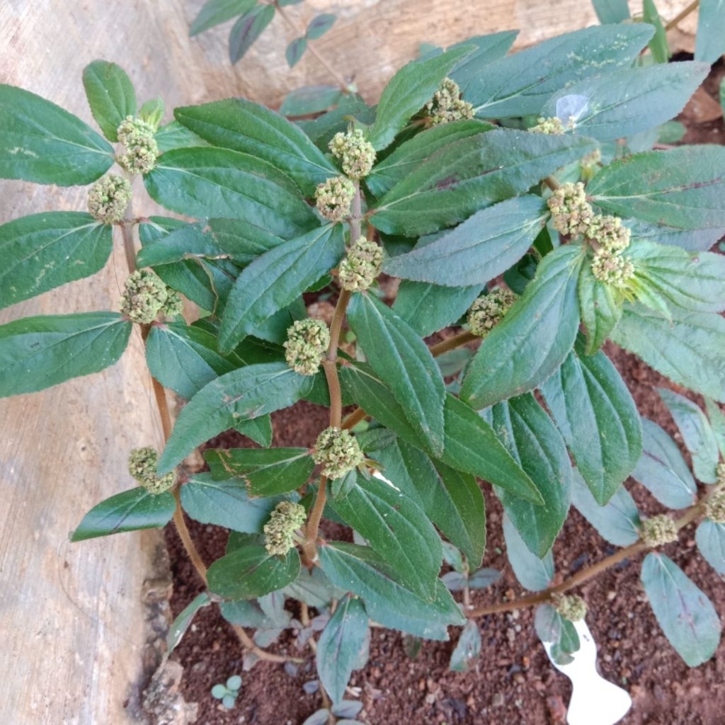 

daun patikan kebo segar 500g langsung petik ketika pemesanan