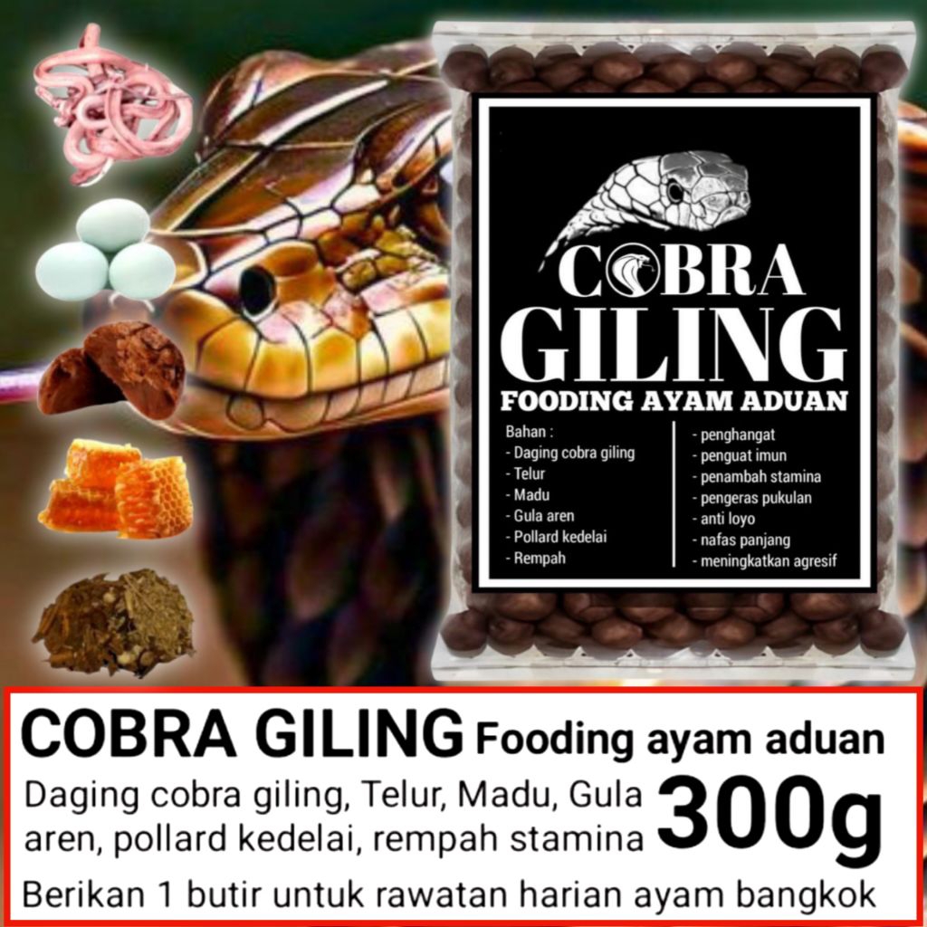 Jamu stamina ayam Bangkok aduan Cobra giling full pukul