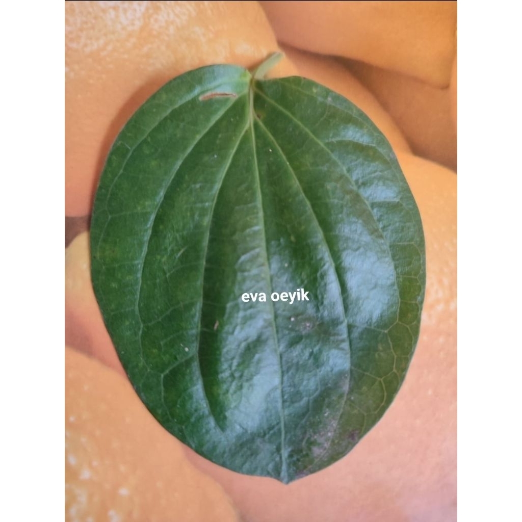 

Daun Sirih Fresh Petik saat ada orderan