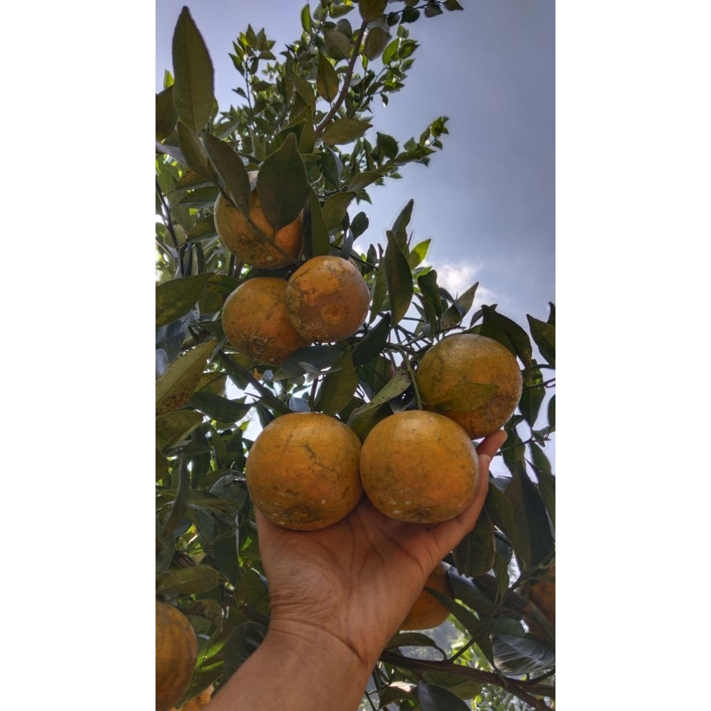 

JERUK Siem Madu Manis