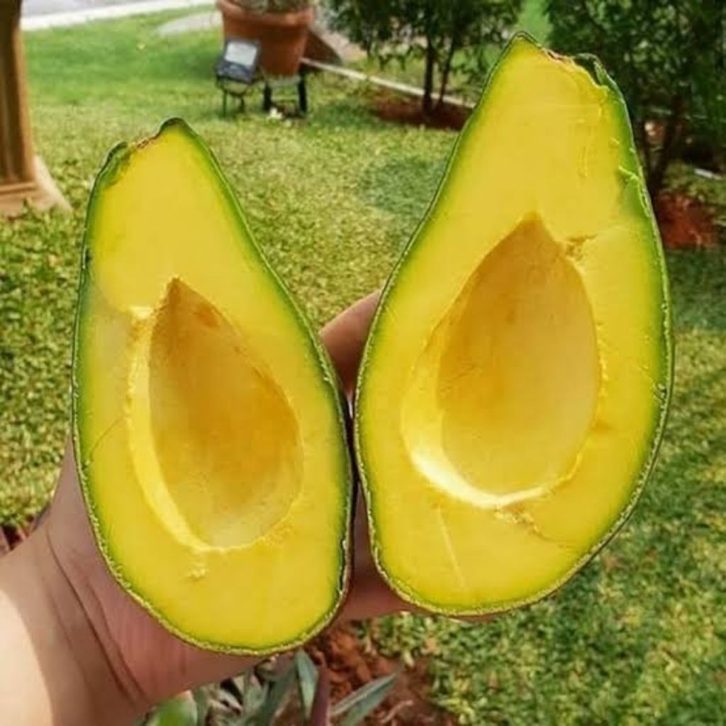 

ALPUKAT MENTEGA SUPER PRENIUM / 1KG ISI 2 BUAH DI JAMIN GURIH&ENAK (BERGARANSI UANG KEMBALI )