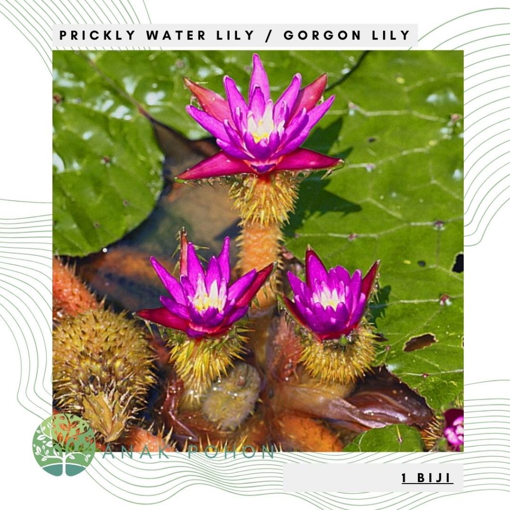 Benih Bibit Biji - Gorgon Lily / Prickly Water Lily Aquatic Plant Tanaman Air Teratai Berduri Euryal
