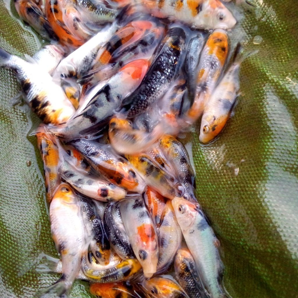 

koy 3 cm isi 25 terbaik gratis pakan