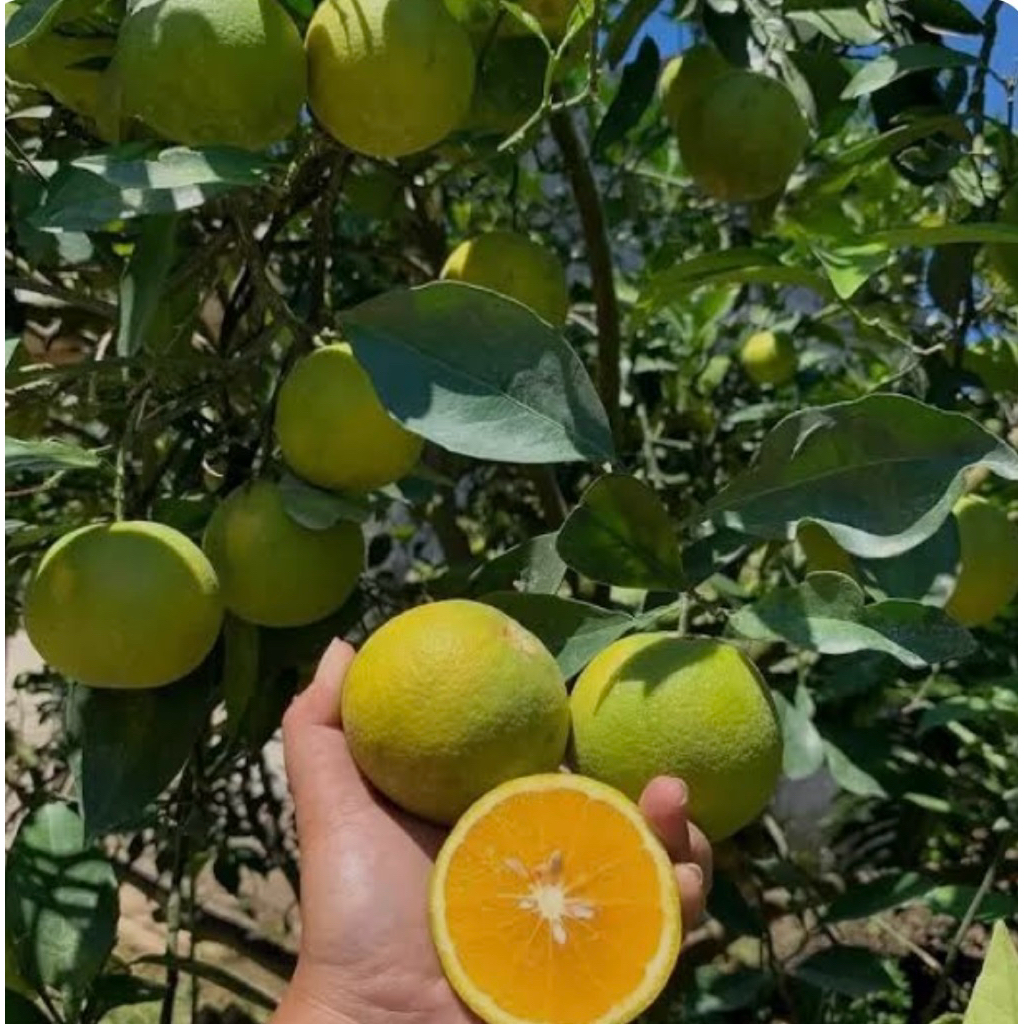 

Jeruk Sunkist Valencia Lokal/ jeruk potong asam / jeruk peras asam 1 kg