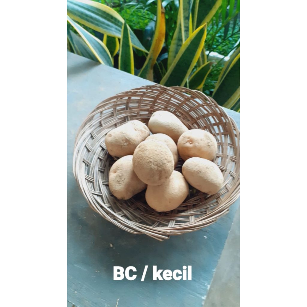 

Kentang Kuning Mentega Punel Tengger Bromo uk BC/Kecil
