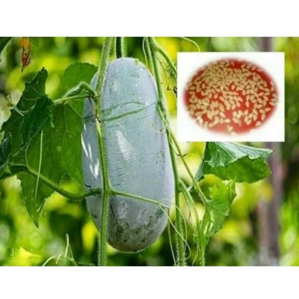 

murah sale !!! buah bligo atau buah kundur atau winter melon 1 - 1,5 kg (bergaransi)