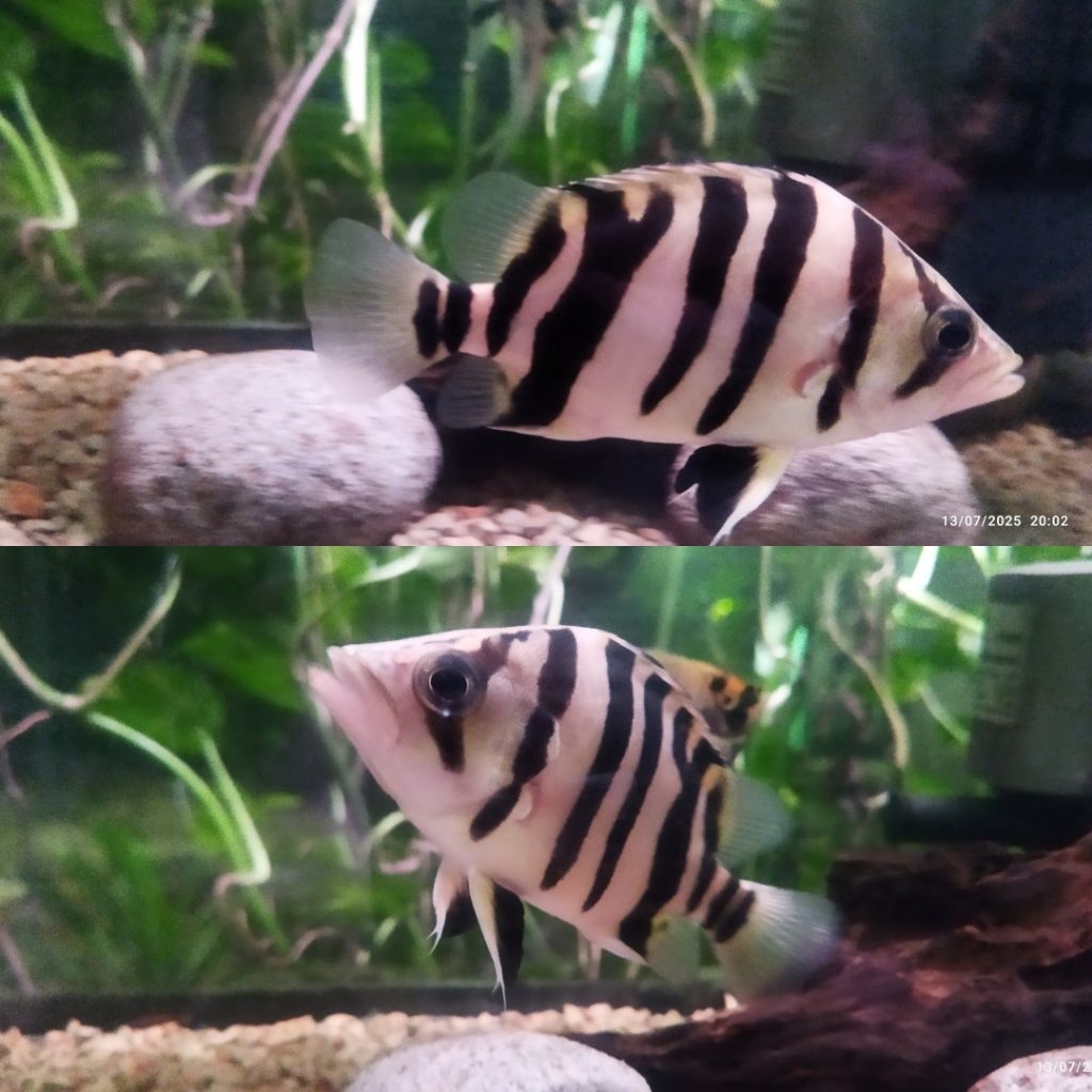 ikan datz sumatra grade S