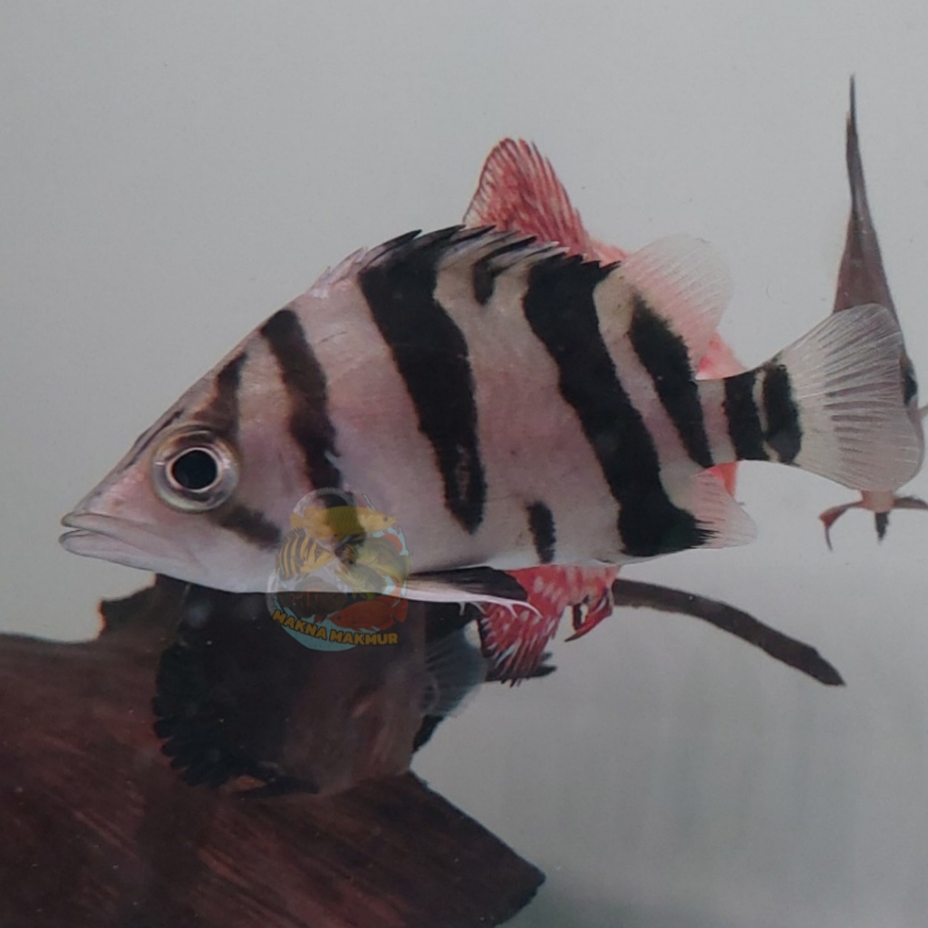 datz tiger sum mix bar kotor