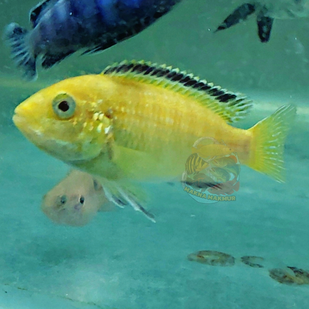 cichlid lemon kuning Labidochromis caeruleus siklid