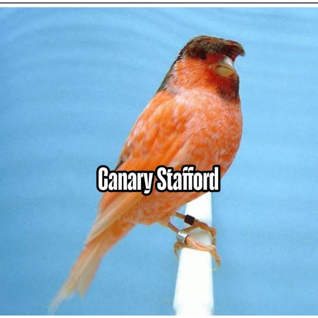 

Promo Telur fertil burung kenari stafford siap tetas 100% menetas