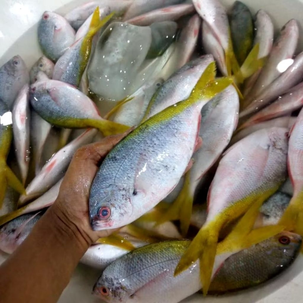 

Ikan ekor kuning segar seafood 1 kg