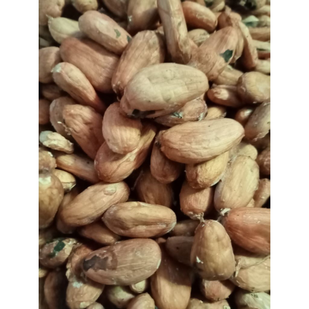 

kakao/coklat pesisir selatan/kakao Padang/kakao Sumatra Barat