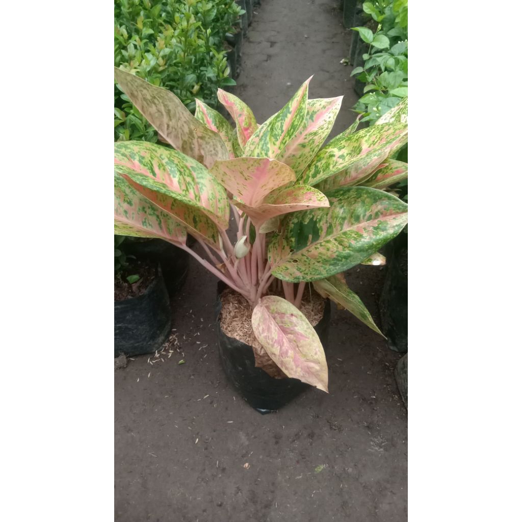 aglonema bigroy indukan sumper rimbun