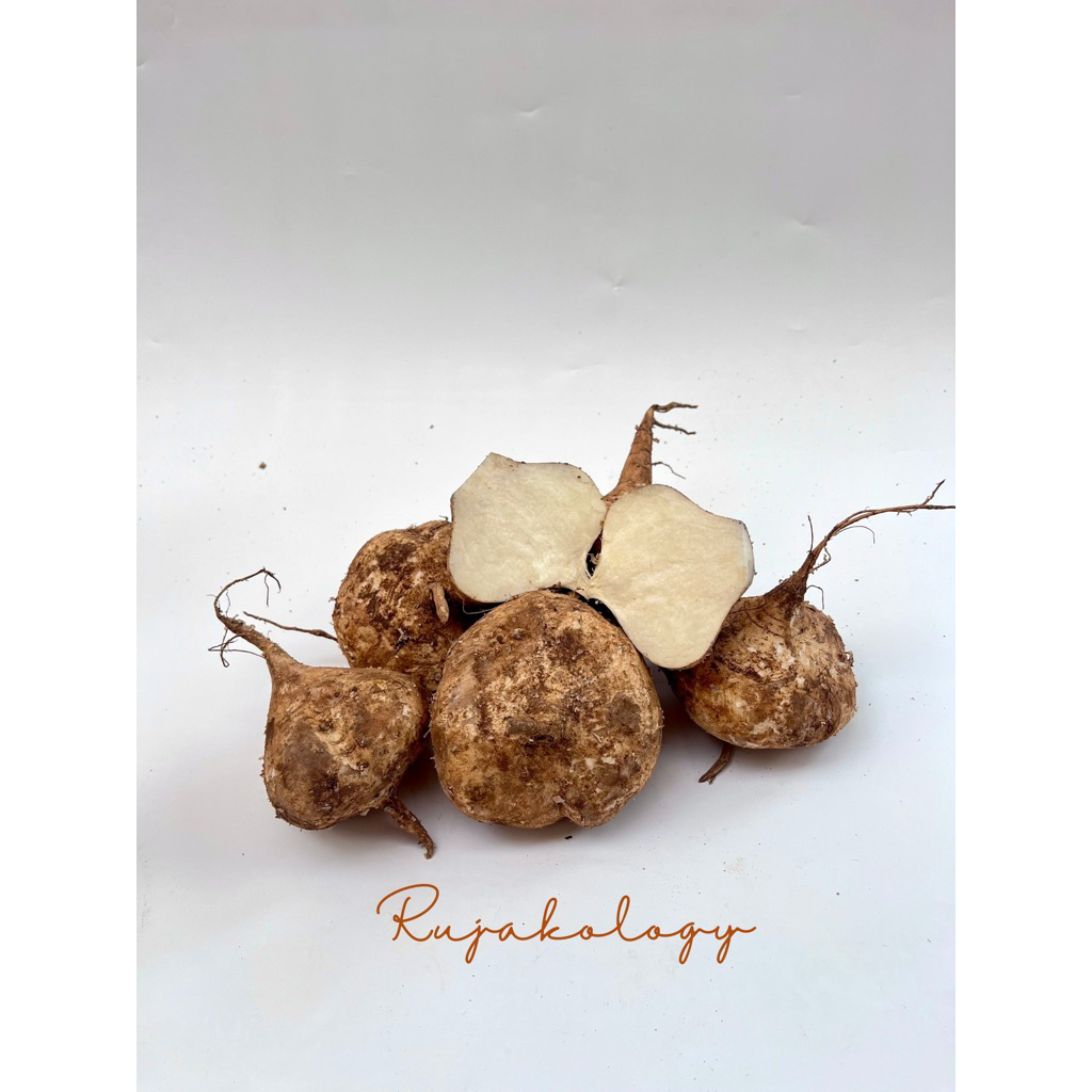 

BENGKOANG/BENGKUANG PRESH PROMO 500 g