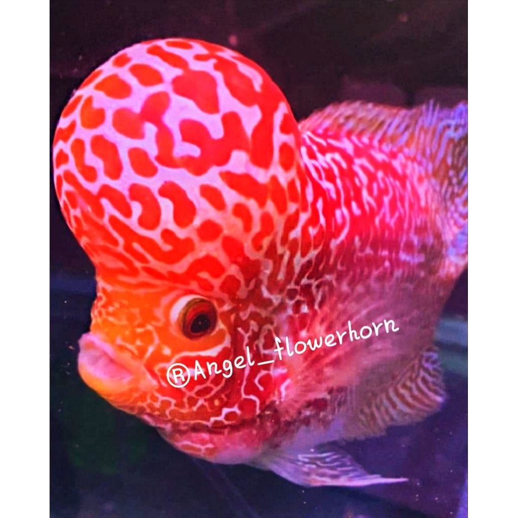 Burayak kamfa f3 GB mongkol Gen Boomhead 3-5cm