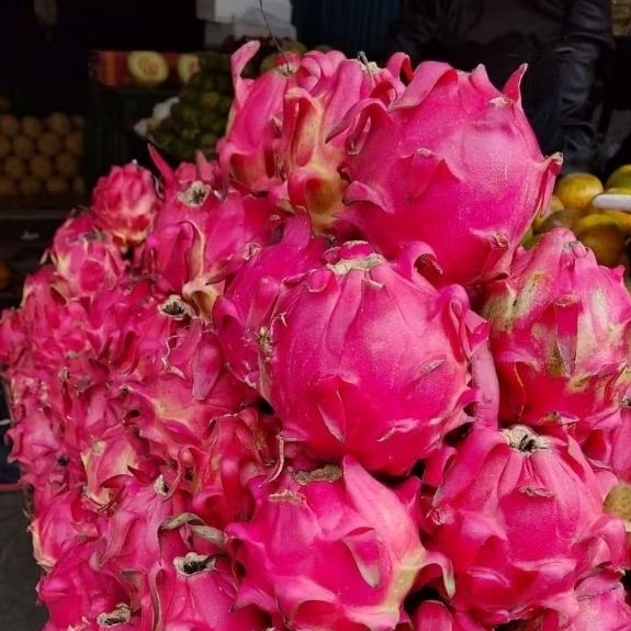 

Buah Naga Merah Segar Jumbo Manis Siap Konsumsi 1kg