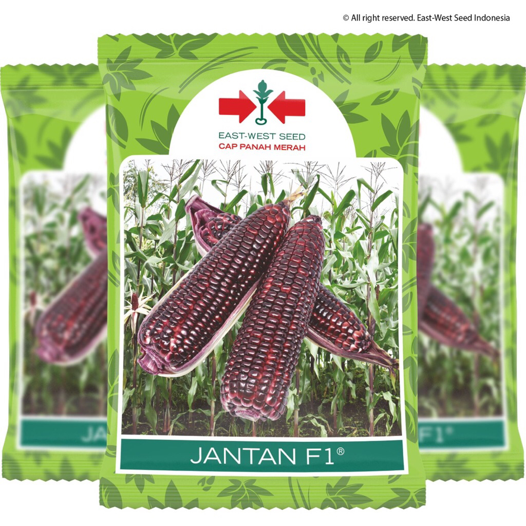 BENIH JAGUNG MANIS UNGU JAGUNG JANTAN F1 250 GRAM