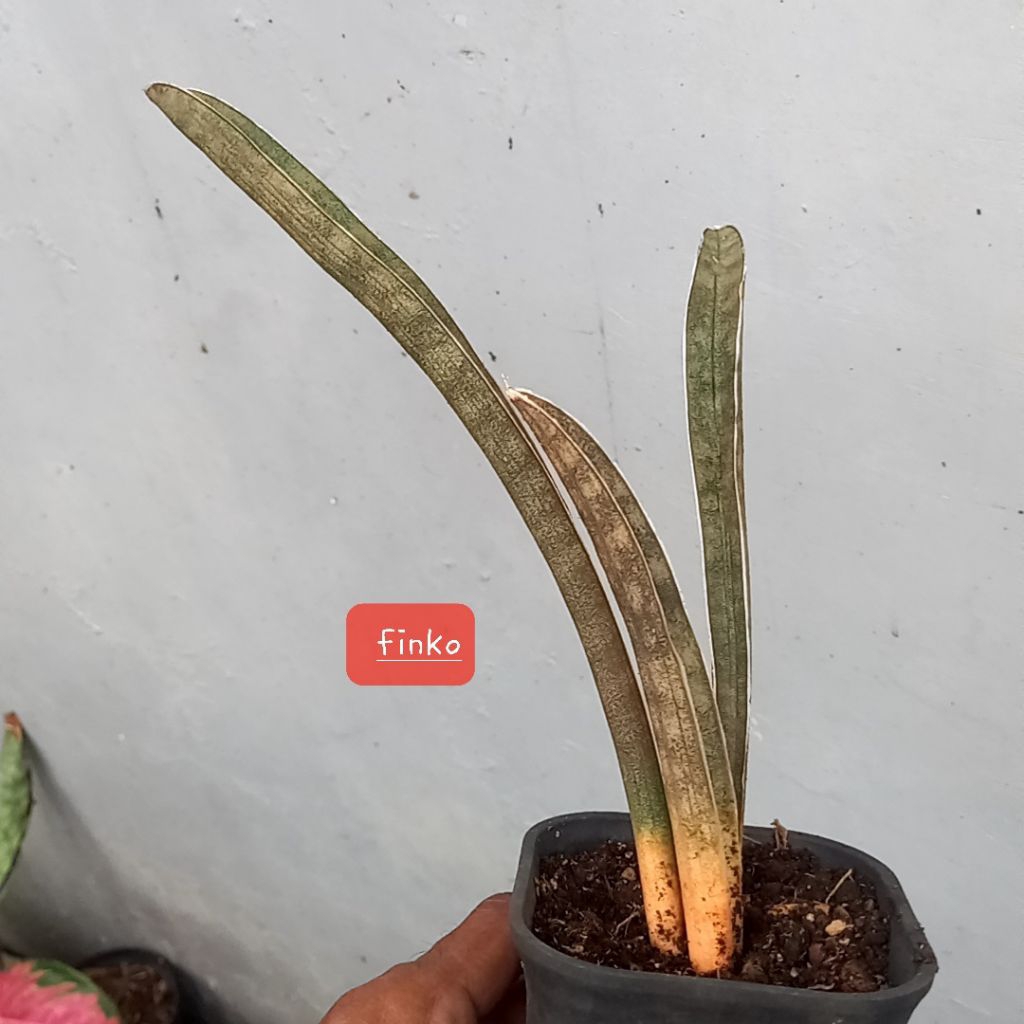 sansevieria hallii pink bat