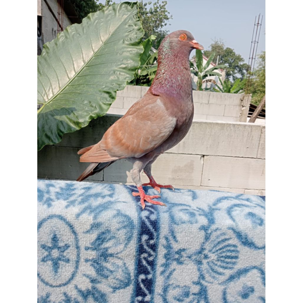 Burung Merpati / Dara
