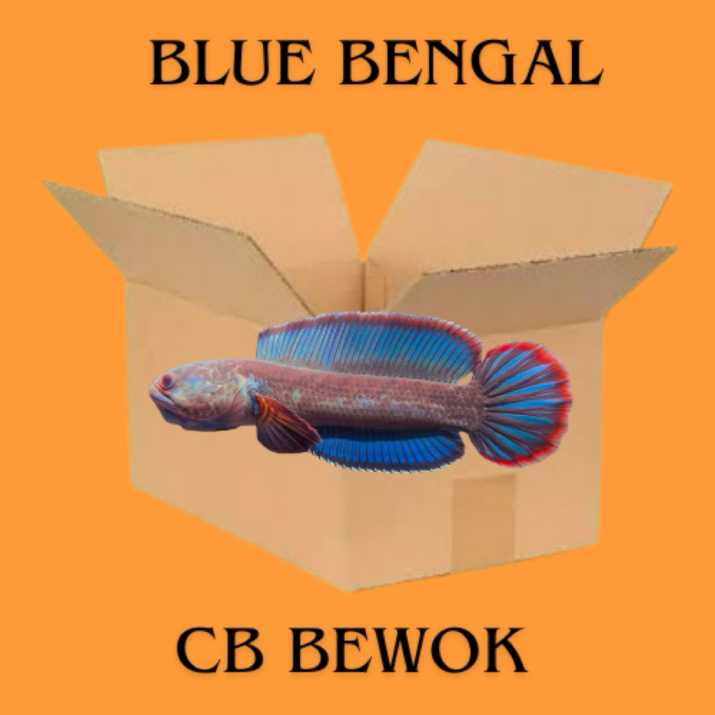 STIKER CHANNA BLUE BENGAL CB BEWOK FISH 5-7cm CALON HIGH FIN WARNA CERAH