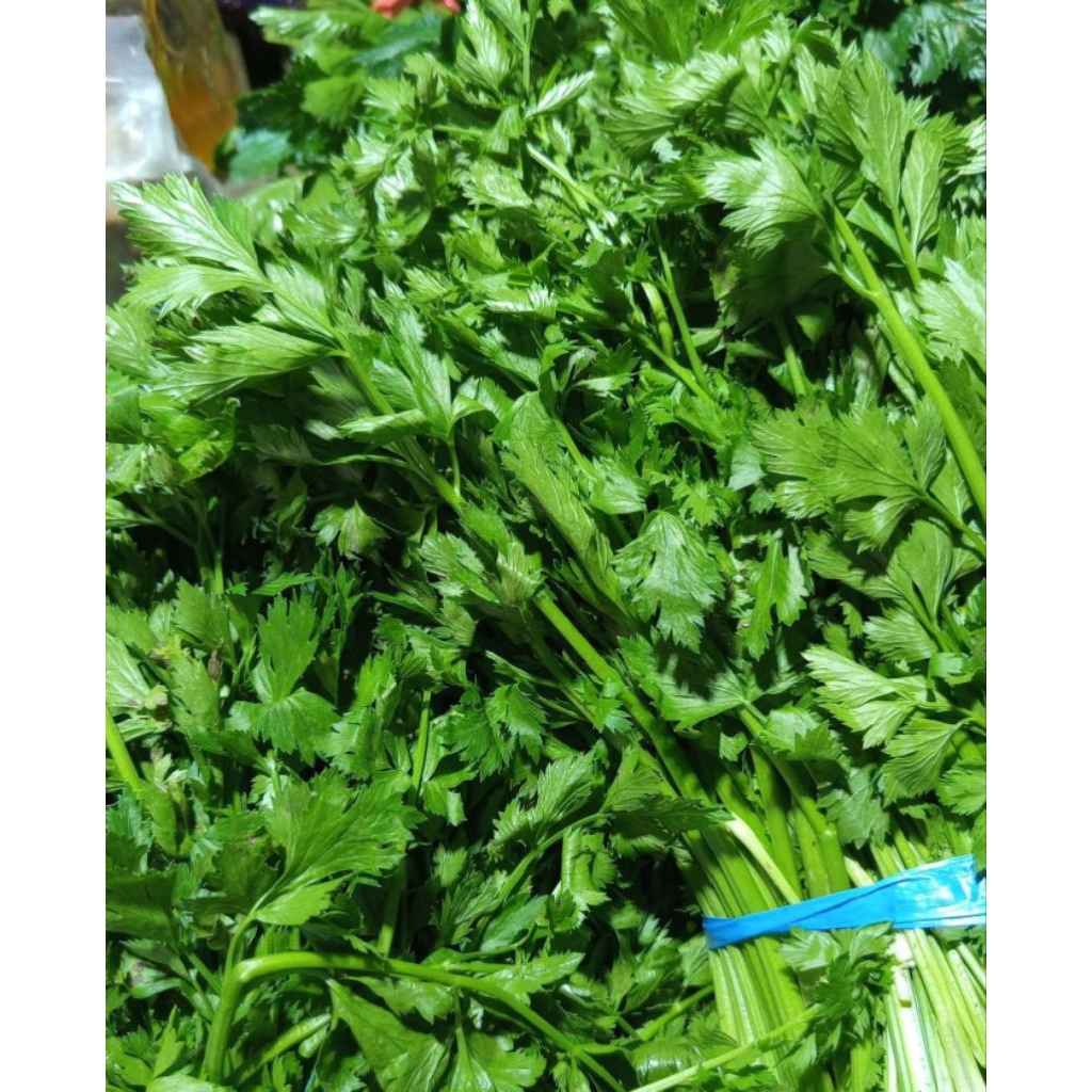 

Daun seledri 100gr