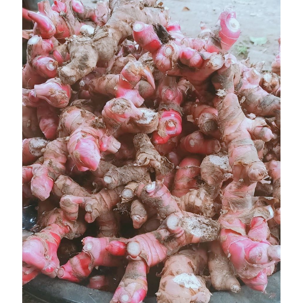 

Laos/lengkuas 250gr