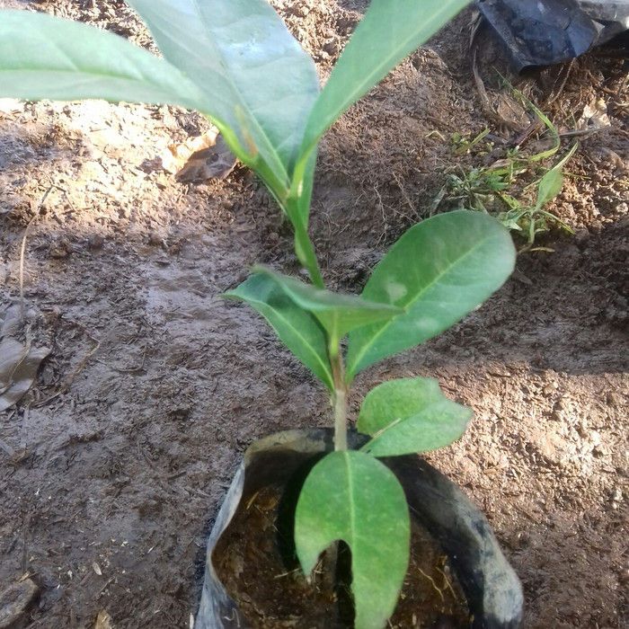 [COD] Bibit Cendana Bali asli / bibit pohon cendana bali berkualitas unggul