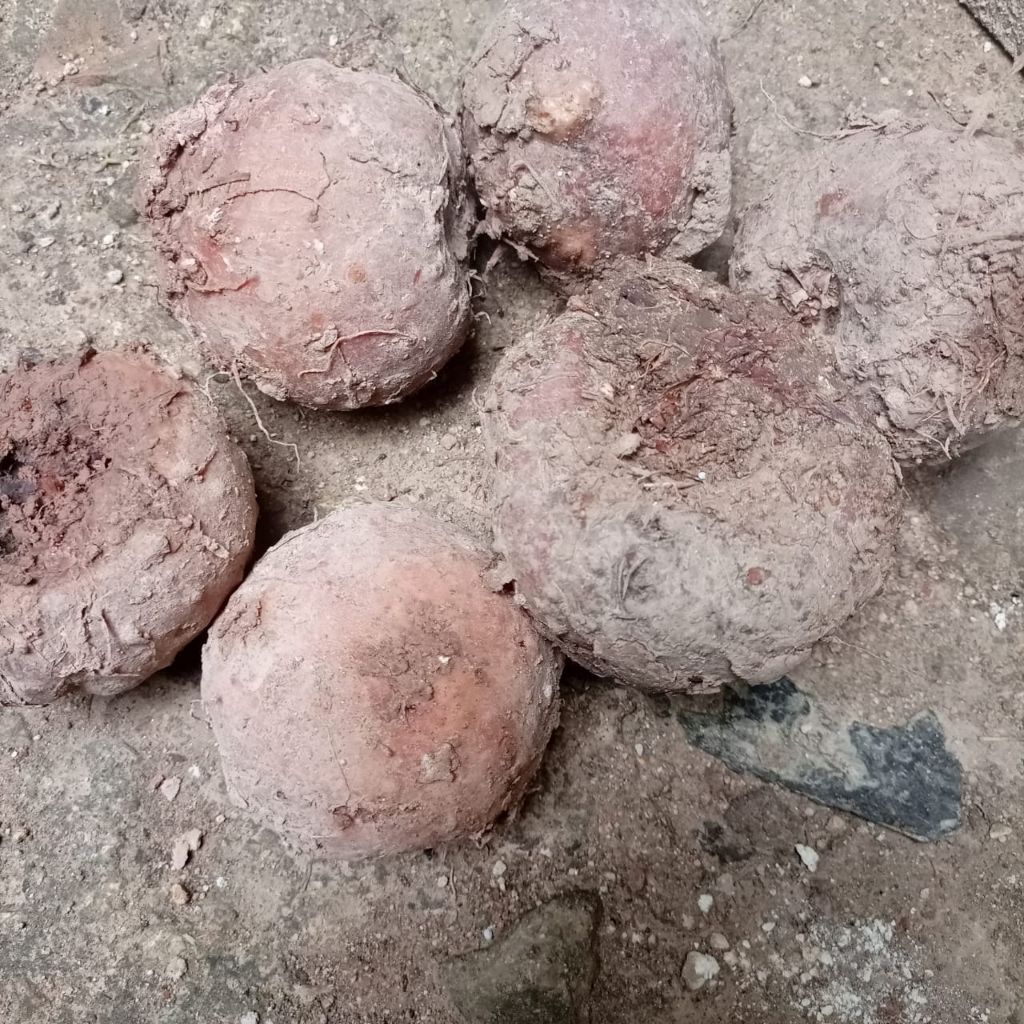 umbi porang/umbi coblok /benih coblok/benih porang