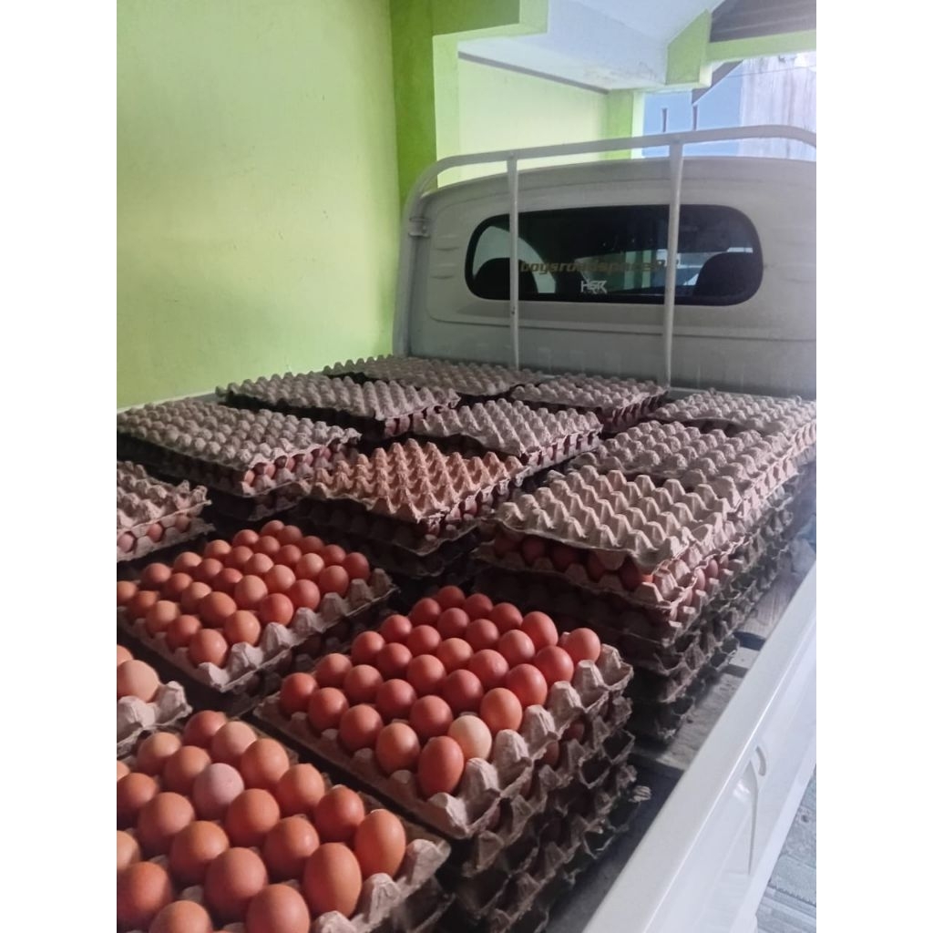 

Telur Ayam Negeri Fresh dari Kandang